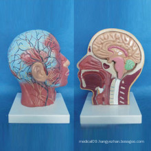 Human Facial Shallow Muscle Nerve Vascular Medical Anatomy Model (R050127)